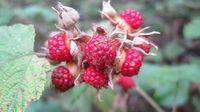 Rubus moluccanus fruit