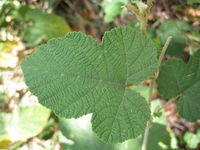 Rubus moluccanus leaf