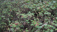 Rubus moluccanus plant shape