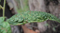 Solanum stelligerum spines on leaf