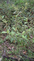 Solanum stelligerum plant shape