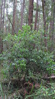 Trochocarpa laurina (3).JPG