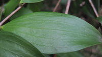 Trochocarpa laurina (5).JPG