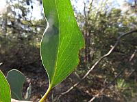 Eucalyptus sieberi (16)