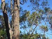 Eucalyptus sieberi (4)