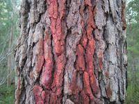 Eucalyptus gummifera gum stain on bark