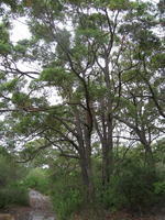 Corymbia gummifera tree shape