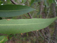 Corymbia gummifera pale underside of leaf