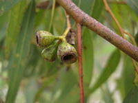 Eucalyptus paniculata weakly ribbed fruit