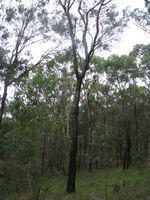 Eucalyptus paniculata tree shape - dark bark