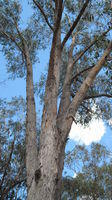 Eucalyptus piperita note typical peeling curled bark