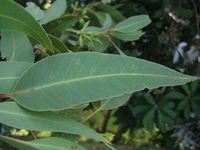Eucalyptus robusta x tereticornis hybrid with rough collar and smooth branches - leaf