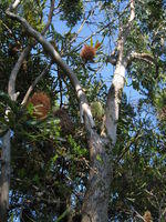 Eucalyptus robusta x tereticornis hybrid with rough collar and smooth branches