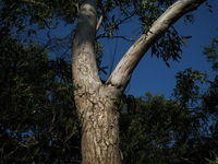 Eucalyptus robusta x tereticornis hybrid with rough collar and smooth branches 
