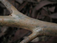 Eucalyptus robusta x tereticornis hybrid - smooth branches 