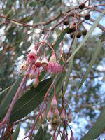 Eucalyptus sideroxylon buds and flowers