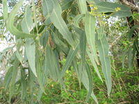 Eucalyptus sideroxylon leaves