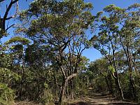 Eucalyptus oblonga (1)