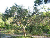 Eucalyptus parramattensis subsp decadens - Drooping Red Gum