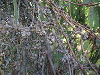 Eucalyptus parramattensis fruit