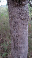 Brachychiton populneus bark