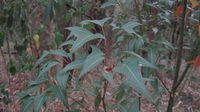 Brachychiton populneus young plant