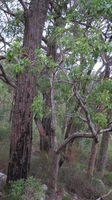 Brachychiton populneus tree shape