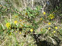 Acacia echinula (1)