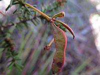 Acacia echinula (11)