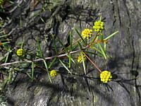 Acacia echinula (16)