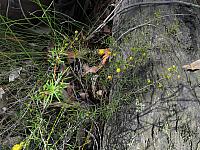 Acacia echinula (18)