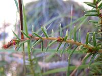 Acacia echinula (3)