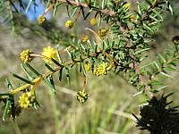 Acacia echinula (7)