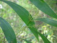 Acacia falcata buds