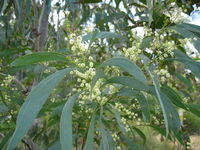 Acacia falcata flowers 