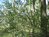 Acacia longissima - Long Leafed Wattle