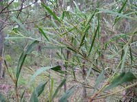 Acacia longissima branch