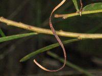 Acacia longissima seed pod