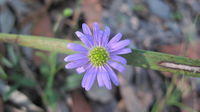 Mauve or purple flowers