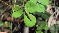 Desmodium varians seed pod and leaf