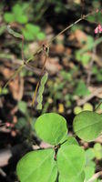 Desmodium varians seed pod and leaf