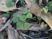 Desmodium varians leaf leaves