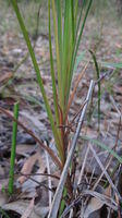 Patersonia glabrata leaf base