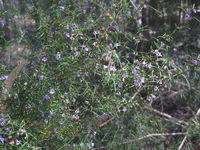 Prostanthera scutellaroides flowering branch