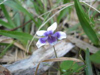 Viola hederaceae two coloured flower