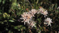 Calytrix tetragona star flowers