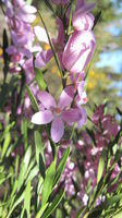 Eriostemon australasius flowers