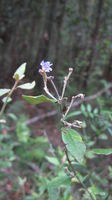 Dampiera purpurea branchlet