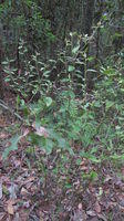 Dampiera purpurea plant shape