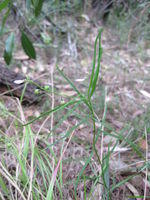 Hybanthus monopetalus plant shape